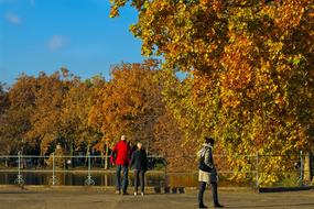 Autumn Leaves Golden Fall trees