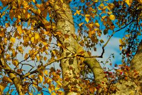 Leaves In The Autumn