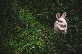 wonderful Animal Bunny Cute