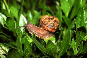 orange snail on the green grass
