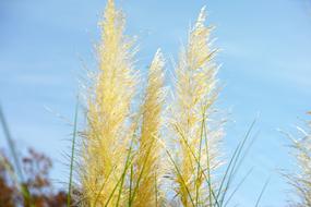 Japanese Silver Grass Pampas