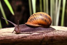 Snail close-up on blurred background