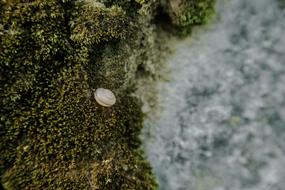 snail on moss