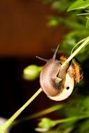 Close-up of the cute, brown snail on the green stem