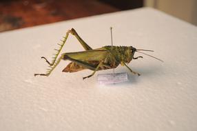 Grasshopper Insect close-up on blurred background