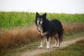 incredible beauty Dog Border Herding