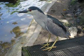 Night Heron Bird in Florida