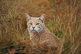 red Cat with green eyes among dry grass