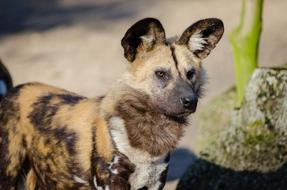 fluffy african wild dog