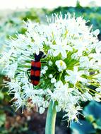 black and red bug on onion inflorescence
