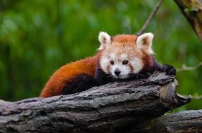 endangered red panda