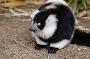 portrait of furry black and white ruffed lemur on ground