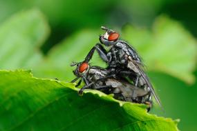 pairing Insect Flies