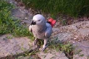 splendid Parrots Å½ako Bird