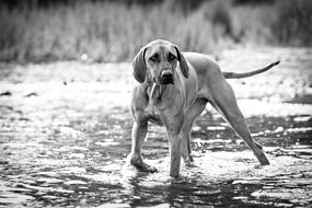 Black and white photo of the beautiful dog in the water, near the plants