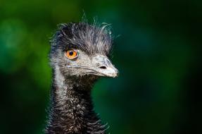 incredible beauty Avian Bird