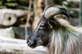 Close-Up photo of Animal Goat