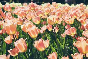 Bloom Blossom Flora