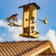hanging bird house