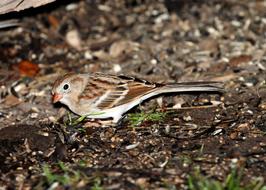 stunningly beautiful colorful Avian Bird on the ground