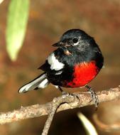 red-black bird, close-up