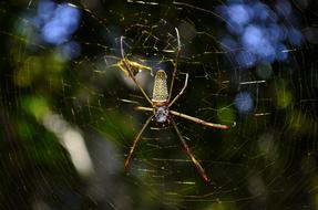 creepy spider on the web
