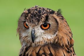 incredible beauty Beak Bird