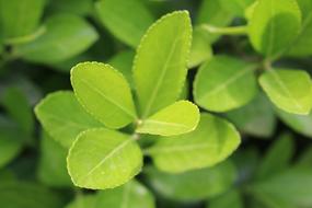 Green Leaf Leafs