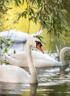 white Bird River