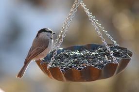 chaffinch on a seed feeder