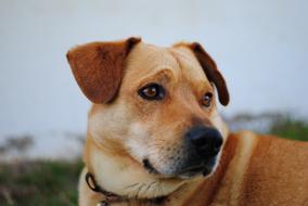 big domestic dog with sad brown eyes