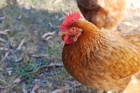 brown hen on a blurred background