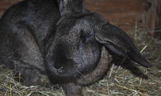 Cute and beautiful, black and brown rabbit on the colorful grass