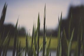 Close-Up Grass Green