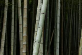 Bamboos Nature Plant