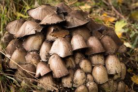 Mushrooms Forest Ground