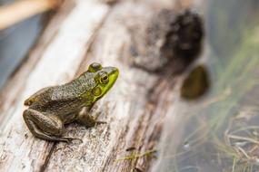 green frog on the dead tree trunk