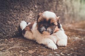 incredible beauty small dog