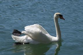 Beautiful, swimming, white swan on the water, in light