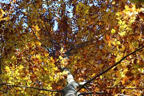 Tree Leaves Yellow