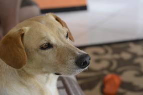 Portrait of the cute and beautiful, brown and white dog