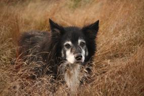 Beautiful and cute, black and white Border Collie dog among the yellow field