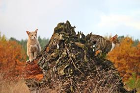 Cute and beautiful, colorful cats on the tree stump among the colorful plants in autumn