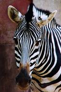 striped African zebra, close-up