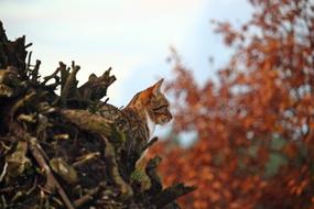 Tiger Cat Mieze