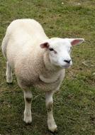 enchanting Sheep Lamb