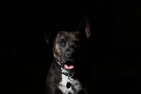 Dog Black on black background
