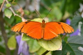 Butterfly Nature Garden