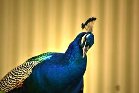 Peacock, front part of Colourful Bird