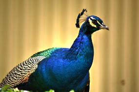 incredible beauty Peacock Colourful Bird